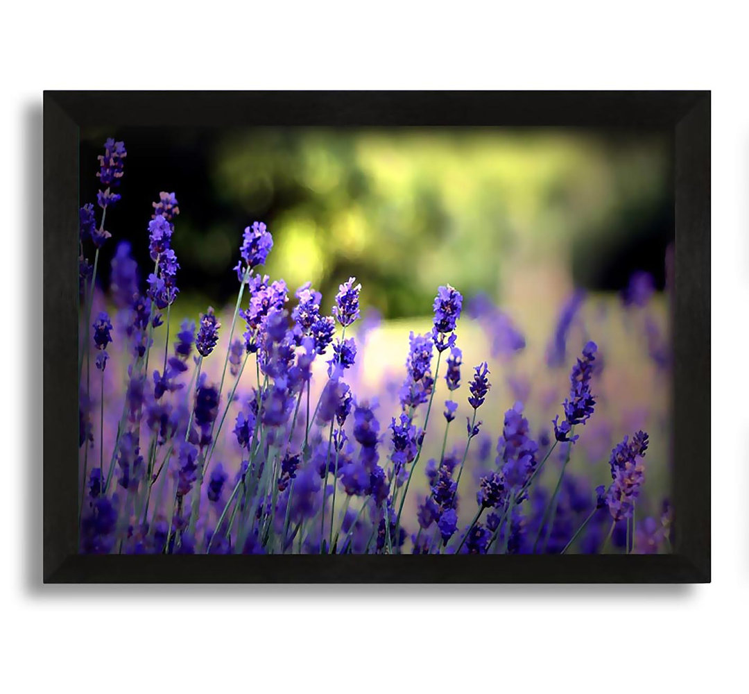 Gerahmtes Leinwandbild Beautiful Lavender Flowers