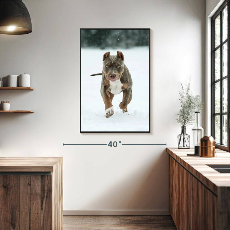 Pitbull sur neige, 27 po x 40 po, Cadre flottant noir