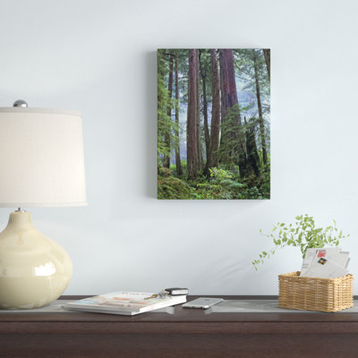 " Old Growth Forest Of Coast Redwood Stand Del Norte Coast Redwoods State Park, California " by Tim Fitzharris
