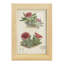 Cactus antique V encadré sur papier-123146906-123146887