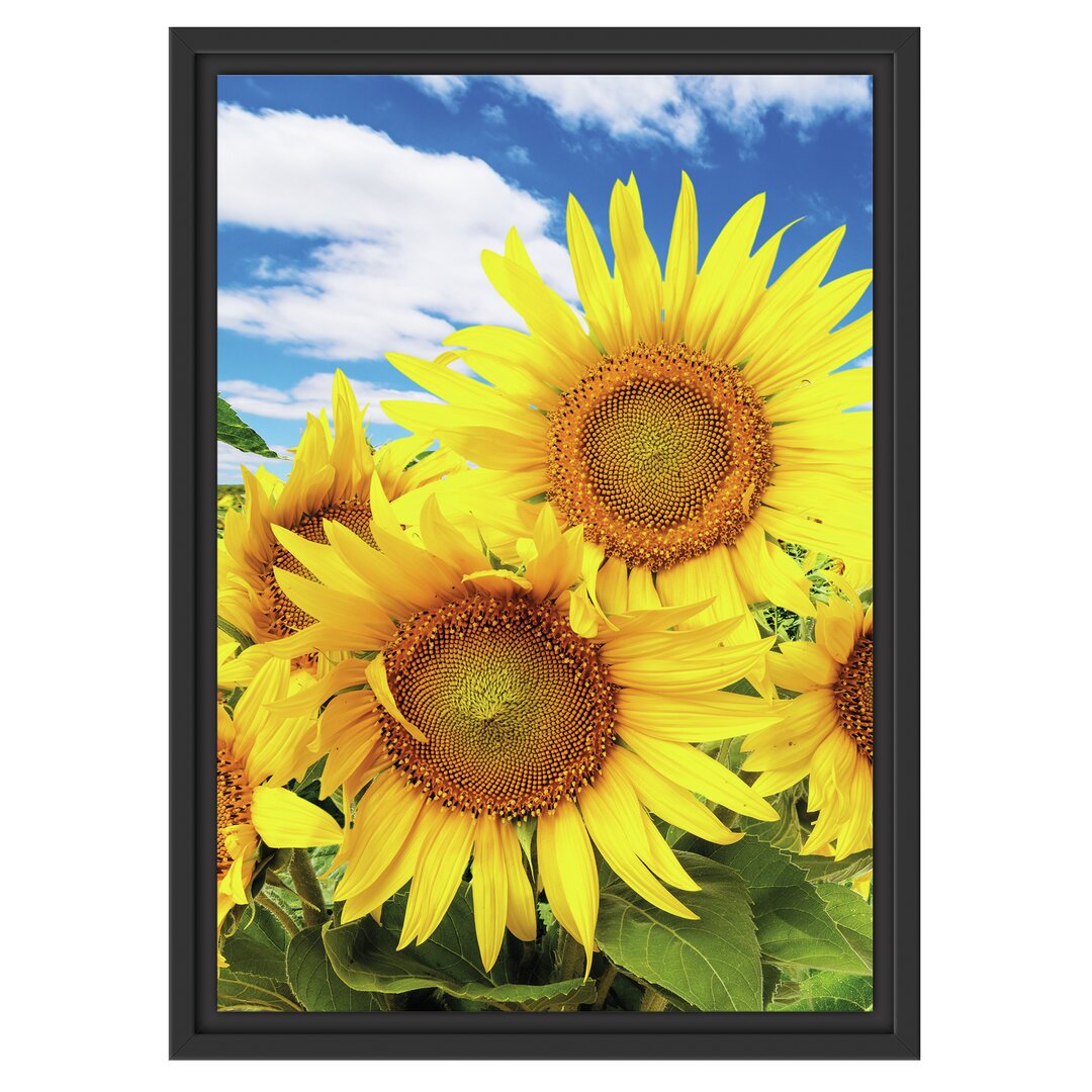 Gerahmtes Wandbild Sonnenblumenwiese unter Himmel