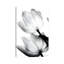 Translucent Tulips II by Debra Van Swearingen - Wrapped Canvas Print-44344016-126475932