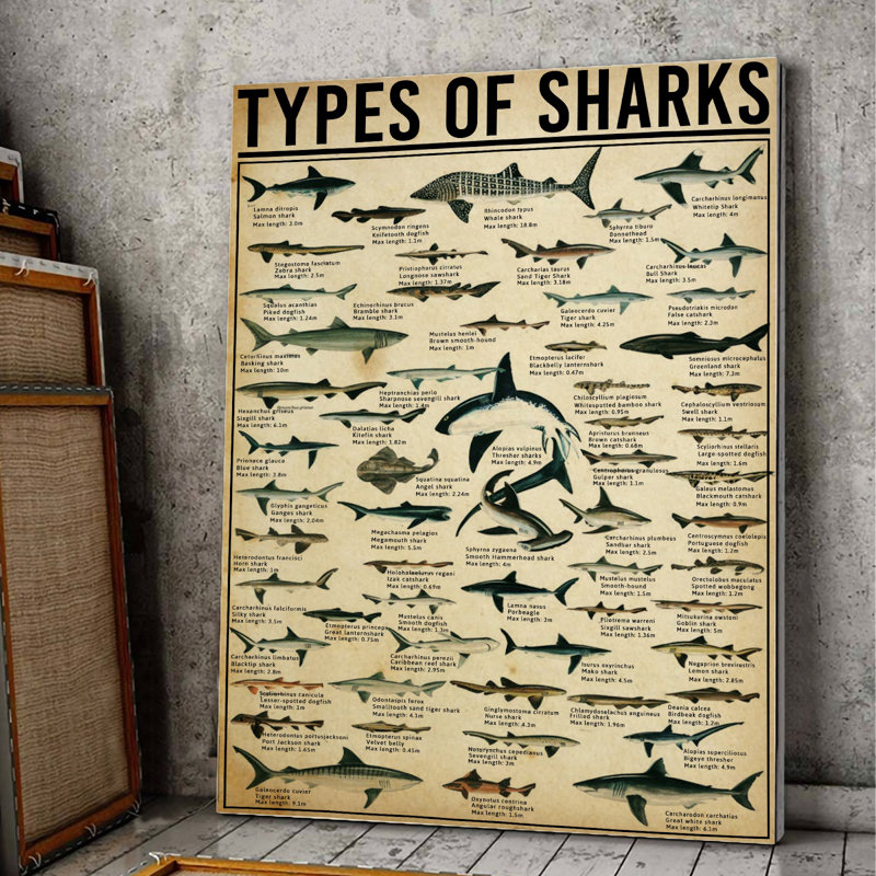 "Types of Sharks Gallery", impression sur toile tendue, H 36 po x l 24 po x P 2 po