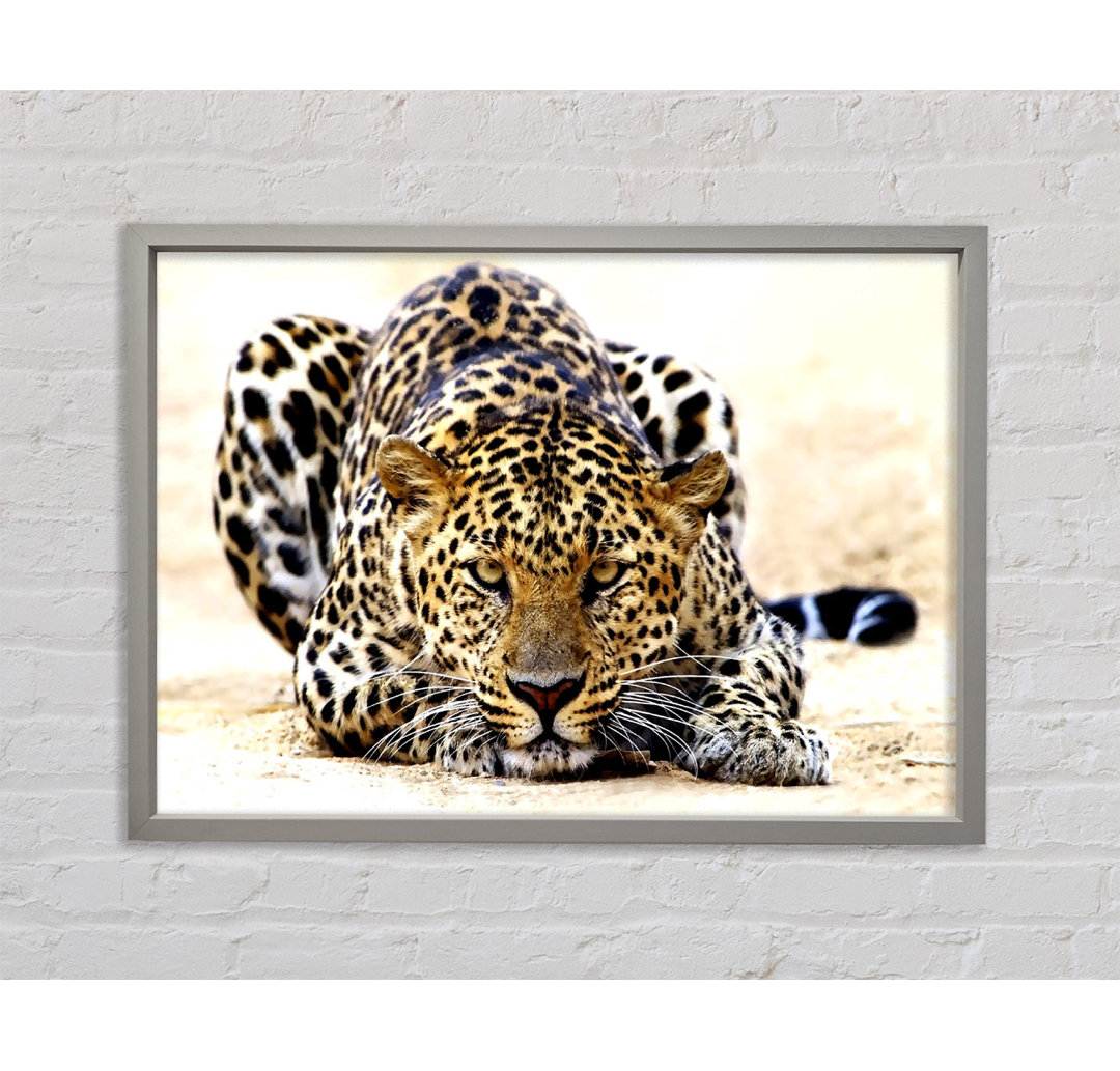 Leopard Staring - Einzelner Bilderrahmen Kunstdrucke auf Leinwand