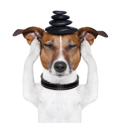 Dog Meditation - Photographie sur toile tendue