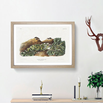 Least Shrew by J.W. Audubon - Picture Frame Painting Print