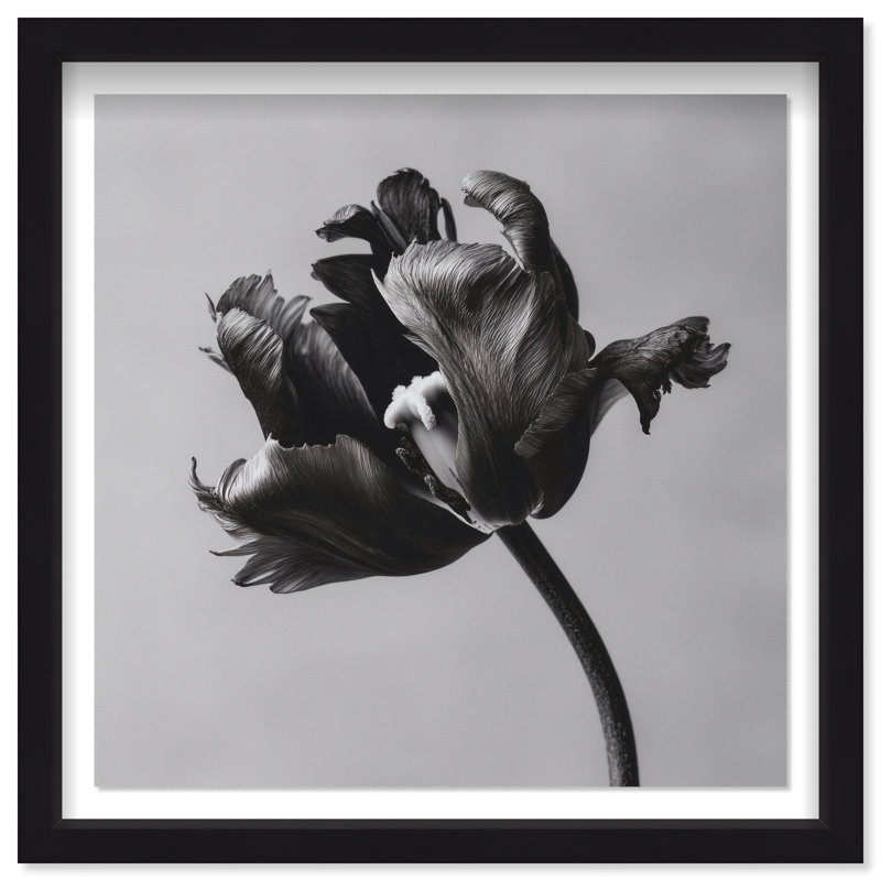 Tidal Wilt I Print by Oliver Gal, 25.5"H x 25.5"W, Black Shadowbox