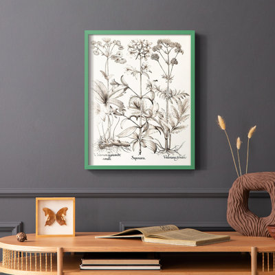 Sépia Besler Botanicals VII, reproduction encadrée - bois massif