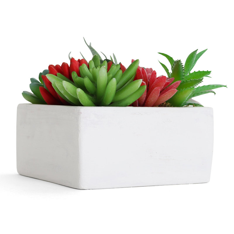 Plante grasse artificielle 5 po en pot