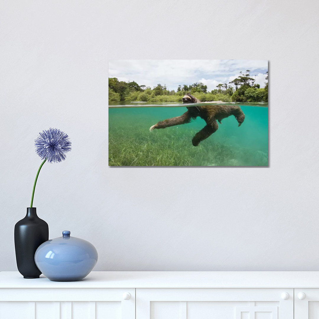 Pygmy Three-Toed Sloth Swimming In Mangrove Forest, Isla Escudo De Veraguas, Panama by Suzi Eszterhas - Wrapped Canvas Gallery-Wrapped Canvas Giclée