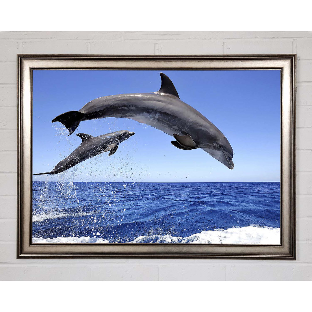 Gerahmtes Bild Common Bottlenose Dolphins