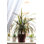 Dracena House Plant (Dracaena) - Photographie sur toile tendue