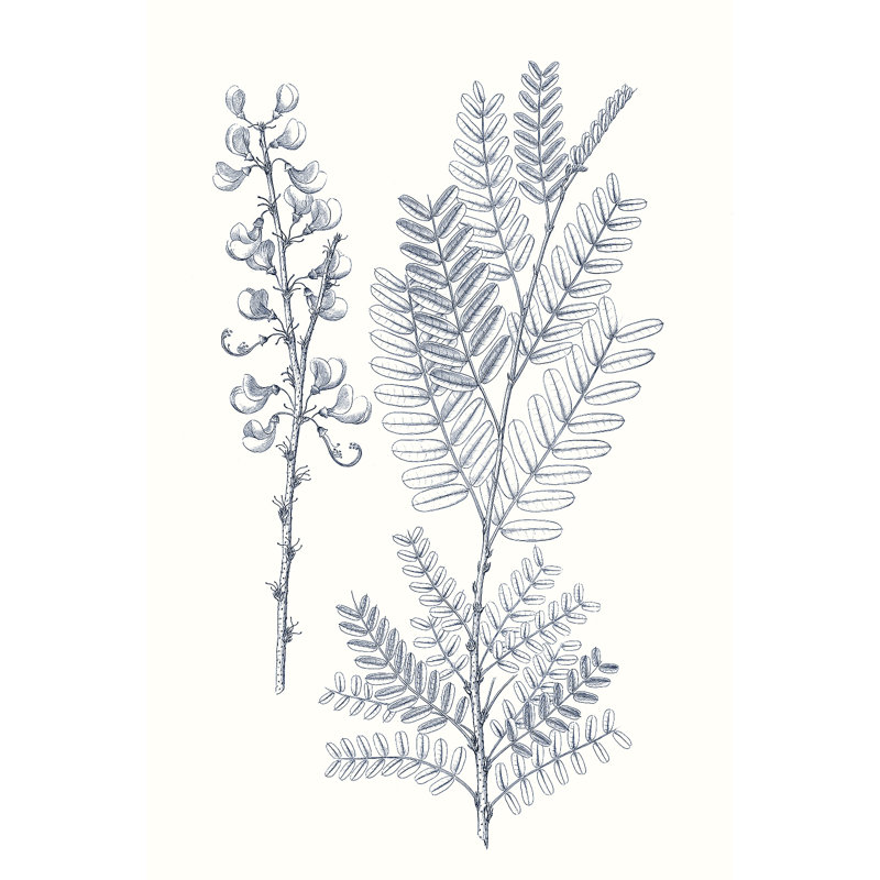 Indigo Botany Study VII by Vision Studio - Wrapped Canvas Print, 122cm H x 81cm W