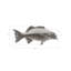 Animals Coral Trout Fish Wall Décor