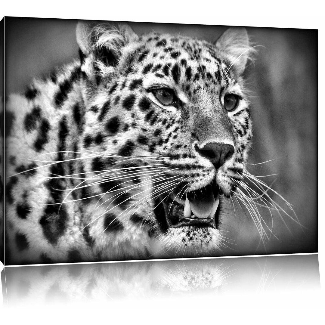 Leinwandbild Ausgewachsener Leopard in Monochrom