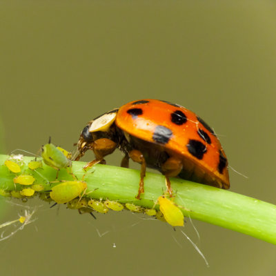 Ladybird Attack Aphids - Wrapped Canvas Print