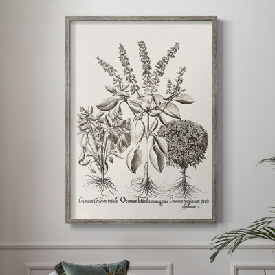 Sépia Besler Botanicals II, reproduction encadrée - bois massif
