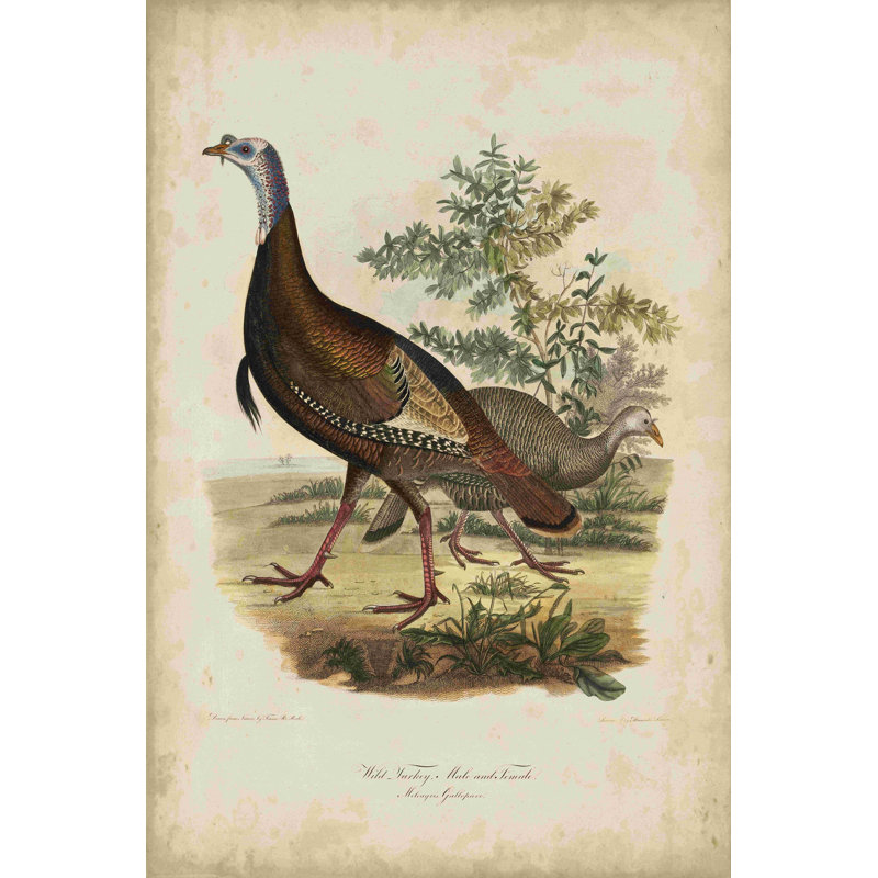 Dindon sauvage, H 18 po x l 12 po