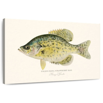 Calico Bass