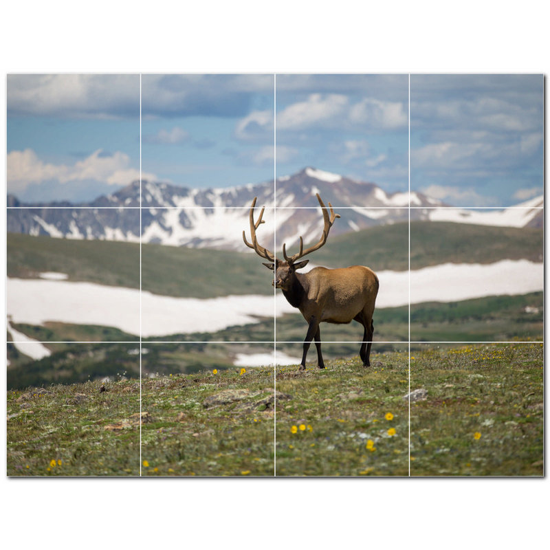 Cerf photo 12 x 12