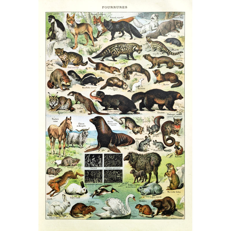 Illustration About Animal Furs by Gwengoat - Wrapped Canvas Print, 122cm H x 81cm W