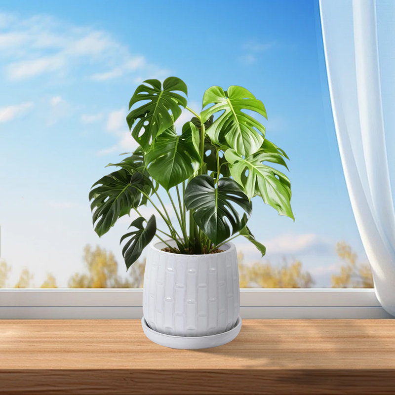 Colorful Ceramic Flowerpot, White