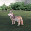 Statue Coyote debout