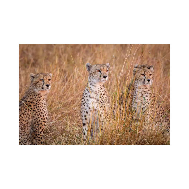 Cheetah Alpine Glow by Jeffrey C. Sink - Wrapped Canvas Gallery-Wrapped Canvas Giclée, 66.04 cm H x 45.72 cm W