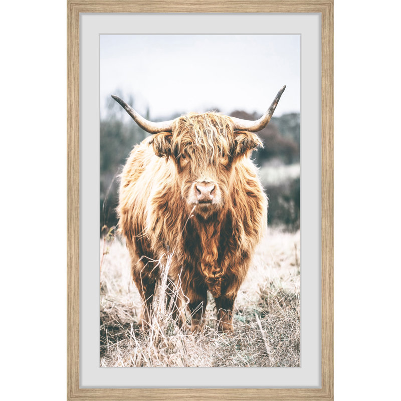 Scottish Highland Cattle - Print, Brown Framed Paper, 30cm H x 30cm W x 3.81cm D