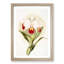 Magnolia Flowers Illustration Tab. 46 by Frederick Sander - Picture Frame Painting Print-55758919-55758920