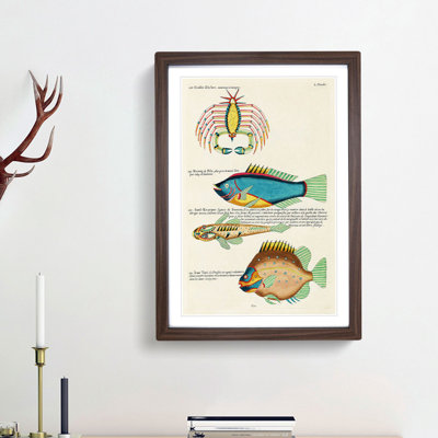 East Indies Fish & Crab Illustrations L by Louis Renard - Picture Frame Painting Print
