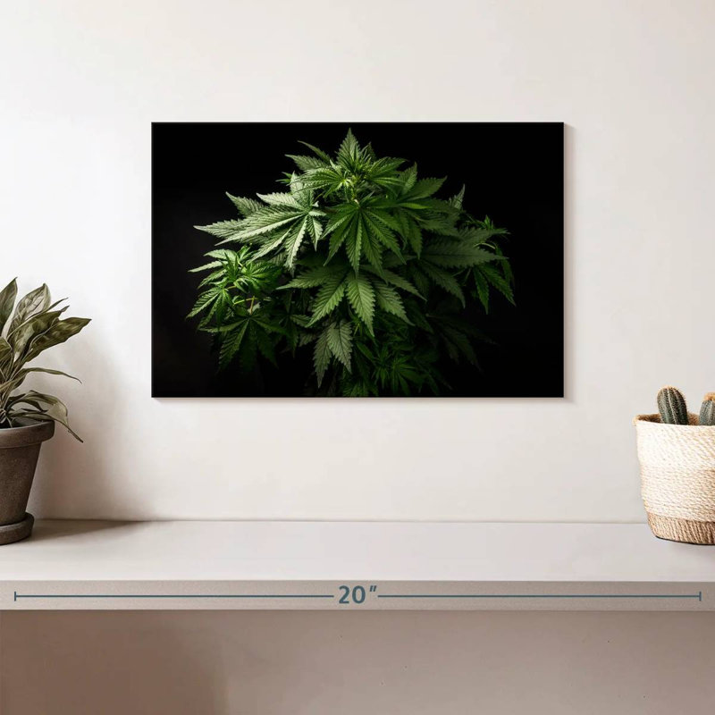 Plante de marihuana, H 8 po x l 12 po