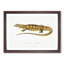 Yellow Monitor Lizard by John Edward Gray - Picture Frame Painting Print-55614069-55614068