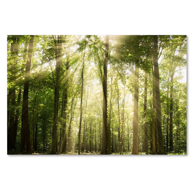 « saradios through treetops », reproduction de photo sur toile tendue, H 16 po x l 24 po x P 2 po