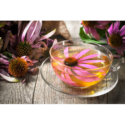 Nacola Echinacea Tea On Canvas by Alexraths Photograph -  Ebern Designs, 0608CBD19F184911963E86D72B4EFBEA