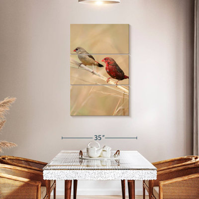 Brampt Strawberry Finches