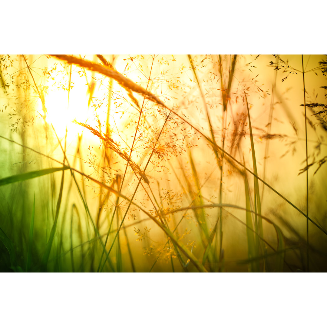 Silhouette Of Wildflowers In Meadow During Sunset by Pawel.gaul - No Frame Set on Canvas