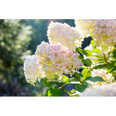 " Paniculata Hydrangea "