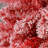 Home Heritage 7 Ft Slim Pine Prelit Flocked Artificial Christmas Tree, Red
