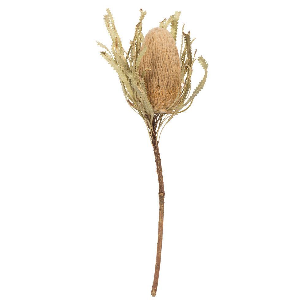Dried Banksia Floral Stems, Natural