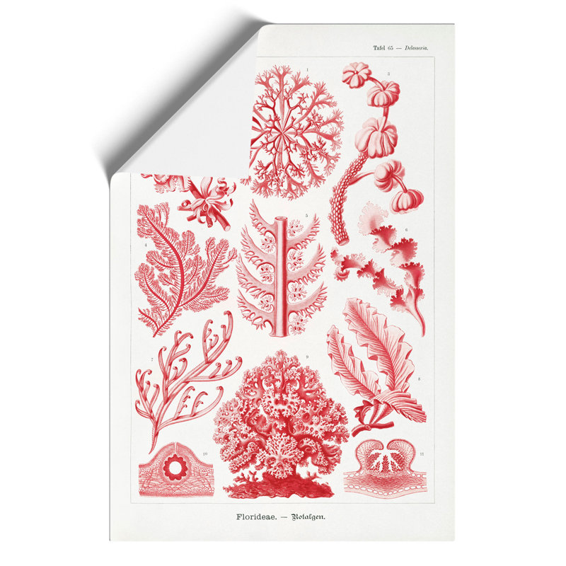 Florideae Red Algae by Ernst Haeckel - No Frame Painting, 30cm H x 21cm W x 0.1cm D