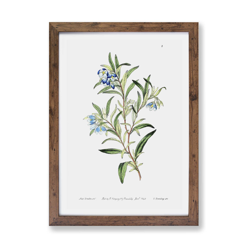 Bluebell Flowers - Framed Print, 24cm H x 33cm W x 2cm D, Walnut