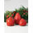 Ceramic Table Vase-940464191