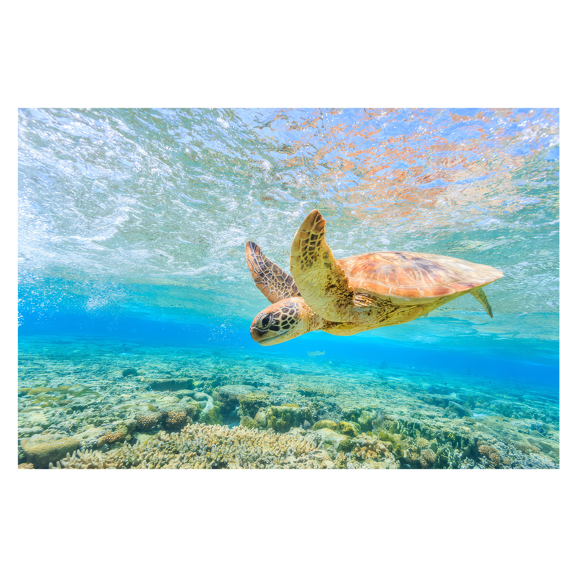 Ivy Bronx Boldly Patterned Soft Pile Printed Rug with Artistic ...