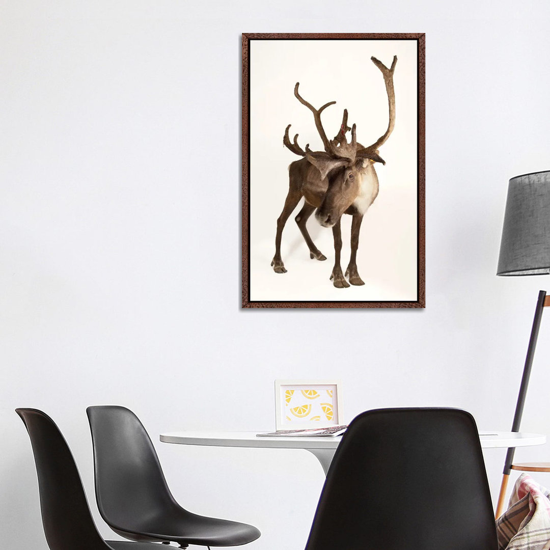 A Federally Endangered Woodland Caribou At New York State Zoo II von Joel Sartore - Gallery-Wrapped Canvas Giclée