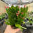 6" Live Easter Cactus Plant in Pot