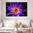 Harnek Hawaiian Water Lily-107668843
