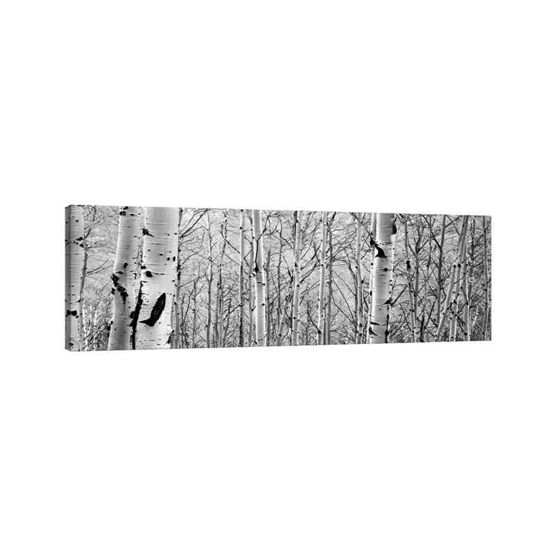Aspen Trees In A Forest- Gallery-Wrapped Canvas Giclée, 12" H x 36" W