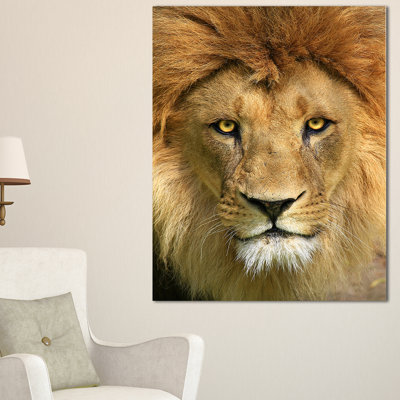 « lion avec visage calme », impression sur toile