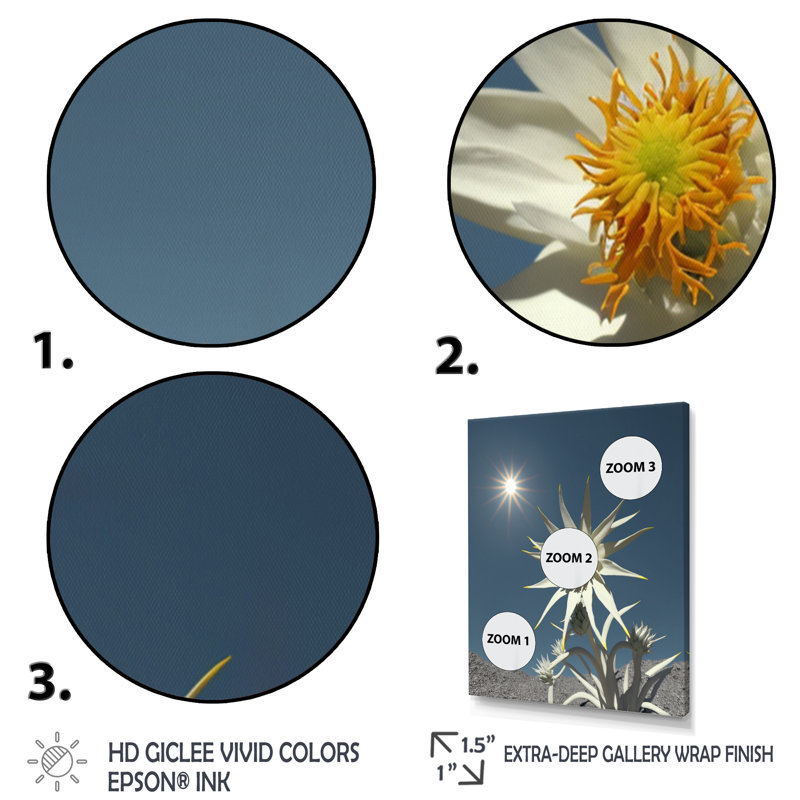 «Blossoming Edelweiss Flower Under Sun», reproduction sur toile, Toile tendue, H 40 po x l 30 po